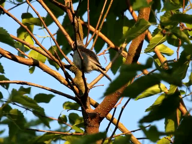 Sparrow Bird in a Tree Cleaing Feathers Nature Wildlife
