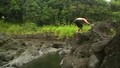 Reverse Jumps from Rainbow Falls in Hilo, Hawaii