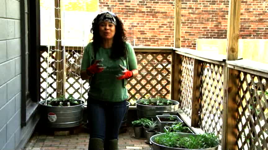 Vegetable Gardening in Containers: Drip Irrigation