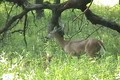 June 24 Doe and Fawn feeding ONLY on HawgNSonsTV!