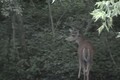 Hunting Deer in Velvet June 25 ONLY on HawgNSonsTV!