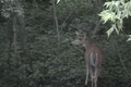 June 25 Hunting Deer in Velvet ONLY on HawgNSonsTV!