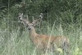 June 27 Hunting Whitetail Deer in velvet  ONLY on HawgNSonsTV!