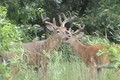Hunting Big Illinois Whitetails in velvet June 30 ONLY on HawgNSonsTV!