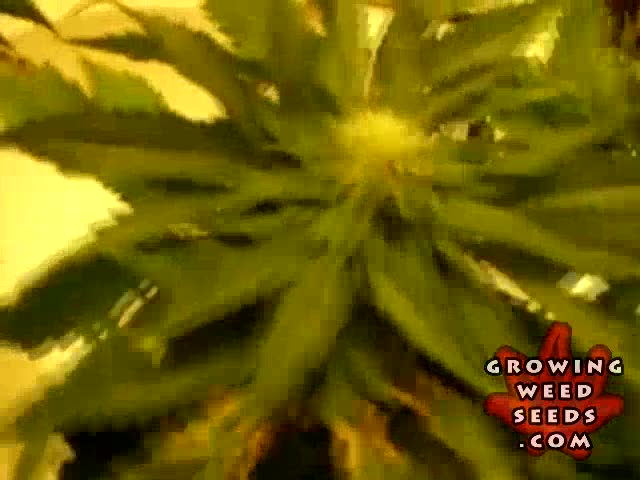 My First Marijuana Grow Box W/ CFL Lights - Part 5