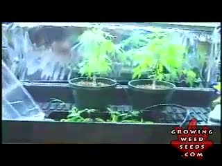 Step By Step Hydroponic Marijuana Grow Room Set Up Part 7