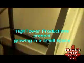 Step By Step Guide to Growing Weed in a Small Space Part 2