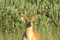 Deer and Deer Hunting July 12 ONLY on HawgNSonsTV!