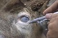 Whitetail Taxidermy Part 4 ONLY on HawgNSonsTV!