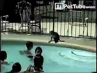 The Swimming Monkey - PetTube.com