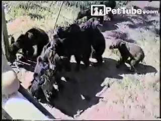 Conga Line of Bears! - PetTube.com