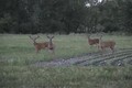 Hunting Big Urban Whitetail Bucks July 16 ONLY on HawgNSonsTV!