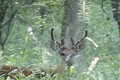 July 19 Scouting Whitetail Bucks ONLY on HawgNSonsTV!