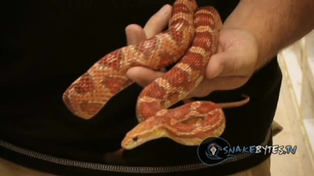 SnakeBytesTV-Everyone Needs A Reptile!