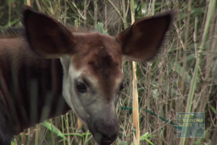 Okapi Calf at the Bronx Zoo