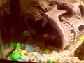 piranha tank