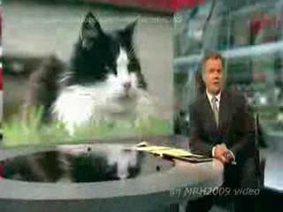 BBC NEWS - CASPER THE COMMUTER CAT