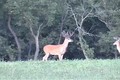 Big Whitetail Bucks in the Clover  August 2 ONLY on HawgNSonsTV!