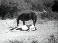 Fighting Stallion (1950)