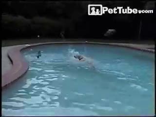 Pool Guard Dog