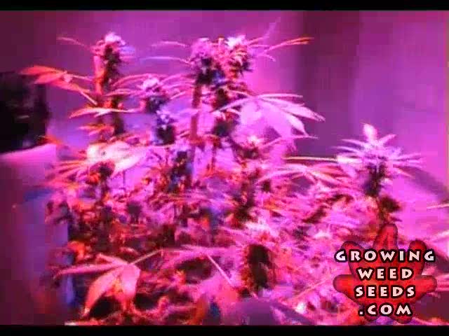 Tips and tricks for growing kush weed with LED lights - 12