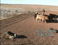 Ben Dec Workout on Cattle