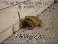 Life in Australia - Chasing a Cane Toad.mp4