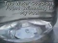 Water Scorpions in Australia