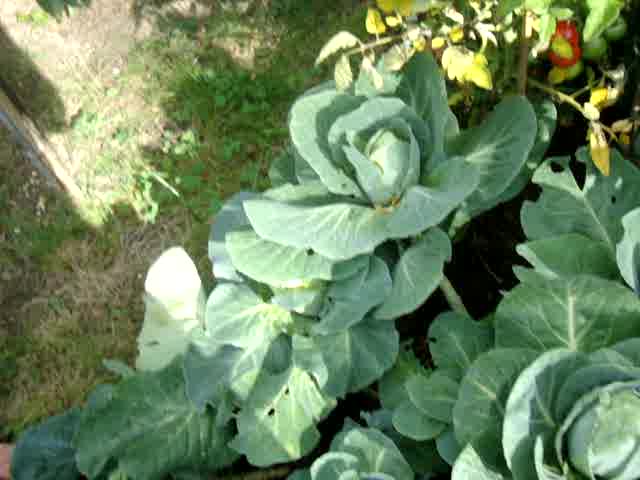 Grow Your Own Organic Vegetables - grow cabbage & tomtoes