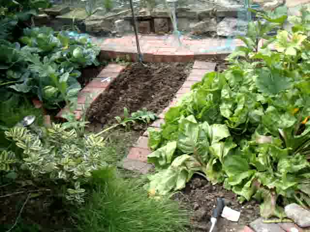 Grow Your Own Organic Vegetables - taking care of the patch