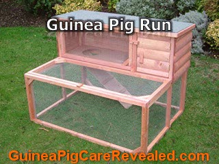 Learn What Guinea Pig Hutch You Should Choose