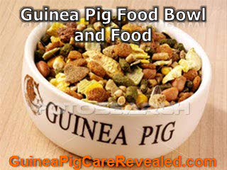 Best Guinea Pig Supplies