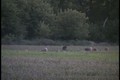 Very Big Whitetail Bucks August 26 ONLY on HawgNSonsTV 
