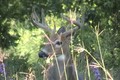 August 30 Young Whitetail Buck ONLY on HawgNSonsTV