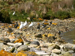 Destination Unknown Falkland Island,episode 5 West point Island