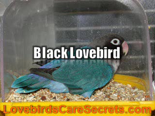 Black Lovebird Types and Their Different Characteristics