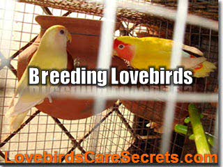 Helpful Information About Breeding Lovebirds