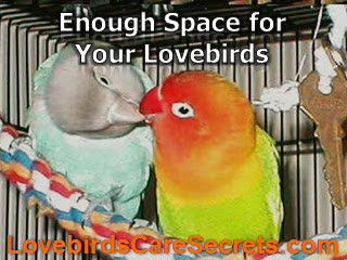 Lovebird Cages