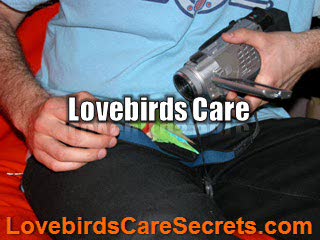 Proven Tips of Lovebirds Care