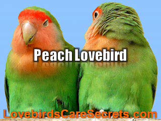 Do You Recognize Peach Lovebird Variations and Behavior?