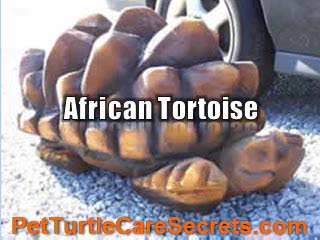 African Tortoise