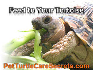 8 Effective Guidelines About Tortoise Care