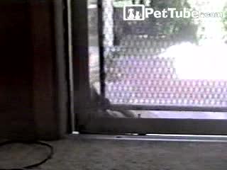 (Turtle) Slowest Home Robbery Ever - PetTube.com
