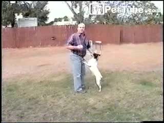 Back-Flipping Dog - PetTube.com