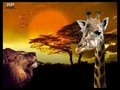 MEDITATION & RELAXATION SOUNDS NATURE OF AFRICA PART 1