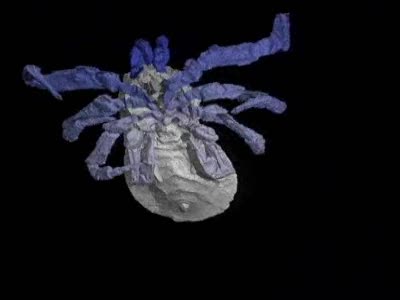 SPIDER RESEARCH OFFERS FOSSIL INSIGHT