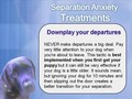 What to Do When Your Dog Has Separation Anxiety