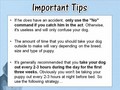 Housebreaking Your Dog in 14 Days