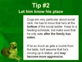 4 Tips to Stop Your Dog from Begging at the Table