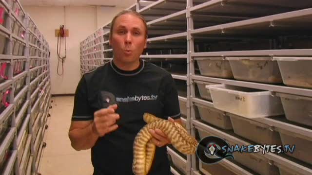 SnakeBytesTV-No Snake Mutation!